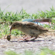 femmina che preda un ragno, Delta del Po (RO), 6.02.2016