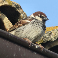 probabile ibrido passera sarda con passera d'Italia, aprile
