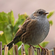 adulto in abito invernale, Verona, 18.12.2016