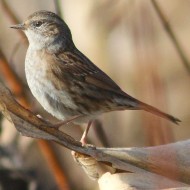 1cy(?), Sedico (BL), 11.11.2007