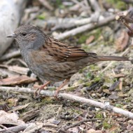 adulto, Oasi Gaggio (VE), 16.02.2008