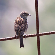 giovane, Monte Baldo (VR), 18.08.2009
