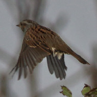 adulto, Valle Millecampi (PD), 22.11.2017