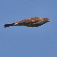 adulto, Valle Vecchia (VE), 31.10.2015