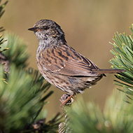 adulto, Lessinia (VR), 15.08.2007