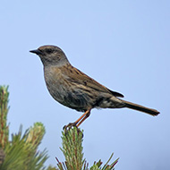 adulto in abito riproduttivo, Monte Baldo (VR), 25.06.2006