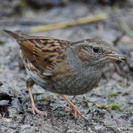 adulto in abito invernale, gennaio