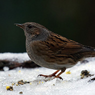 adulto, Verona, 13.01.2017