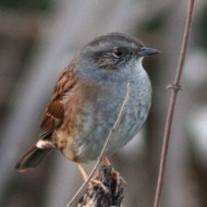 adulto, Campalto (VE), 2.03.2010