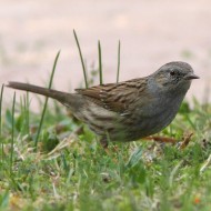 adulto, Favaro Veneto (VE), 16.03.2012