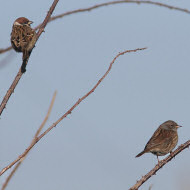 passera scopaiola (a ds) con passera mattugia, Lio Piccolo (VE), 23.01.2018