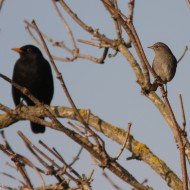 passera scopaiola (a ds) con merlo, Laguna di Venezia, 22.12.2007