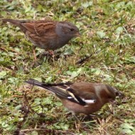 passera scopaiola (dietro a sn) con fringuello, Favaro Veneto (VE), 8.12.2015