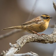 maschio, ottobre - <a href=https://commons.wikimedia.org/wiki/File:Siberian_Accentor_(Prunella_montanella)_-_%D0%A1%D0%B8%D0%B1%D0%B8%D1%80%D0%B8%D0%B9%D0%BD_%D1%85%D0%B0%D0%B9%D1%80%D1%83%D1%83%D0%BB%D0%B4%D0%B0%D0%B9_(16435139700).jpg target=CC><font color=white>[photo credits]</font></a>