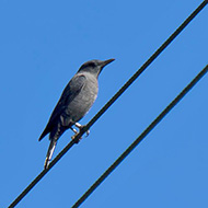 maschio inanellato, ottobre