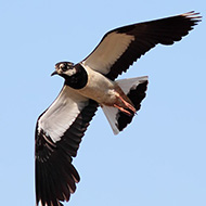 maschio in abito riproduttivo, Ronco all'Adige (VR), 2.06.2009