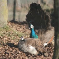 coppia, Scorz� (VE), 21.01.2012