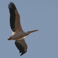 adulto, Marghera (VE), 5.01.2007