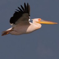 adulto in abito riproduttivo, maggio