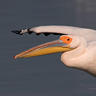 adulto in abito riproduttivo, maggio