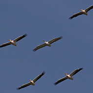 gruppo con pellicano riccio