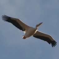 adulto con gabbiano reale, Marghera (VE), 5.01.2007