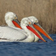 adulti in abito riproduttivo, marzo