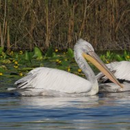adulti in abito non riproduttivo, marzo