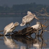 adulti e subadulti, maggio