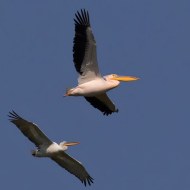 pellicano riccio (in basso) e pellicano comune, maggio