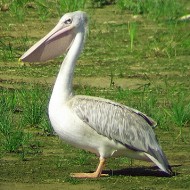 Papadopoli (TV), 6.09.2014