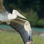 Papadopoli (TV), 6.09.2014