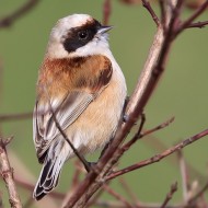 maschio, Castelnuovo del Garda (VR), 14.03.2015