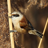femmina con anello, Cisano (VR), 6.02.2016