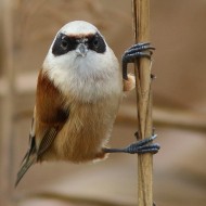 maschio, Valle Perera (VE), 14.11.2015