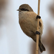 femmina 2cy, Lido Fornaci (VR), 19.03.2017