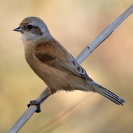 femmina 1cy, Lido Campanello (VR), 29.10.2011