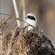 femmina, Lazise (VR), 22.02.2014