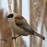 maschio, Lido Fornaci (VR), 19.03.2017
