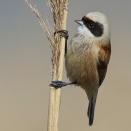 maschio, Valle Vecchia (VE), 19.03.2016