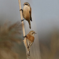 femmina adulta (in alto) e 1cy, Mestre (VE), 12.10.2017