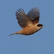 adulti, Mestre (VE), 21.01.2017