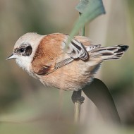 femmina 1cy, ottobre