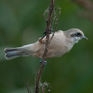 femmina 1cy, ottobre