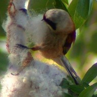 maschio in costruzione del nido, Lago del Frassino (VR), 1.05.2003