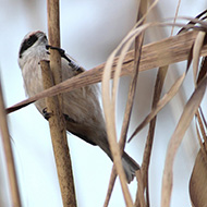 femmina con anello italiano, Lazise (VR), 22.02.2014