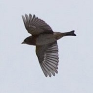 Parpari - Lessinia (VR), 26.12.2009