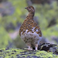 femmina in abito estivo, maggio