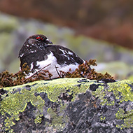 maschio in abito estivo, maggio