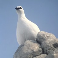 abito invernale, Monte Baldo (VR), 2003